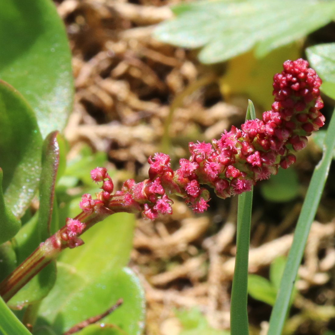 Schnee-Ampfer / Rumex nivalis