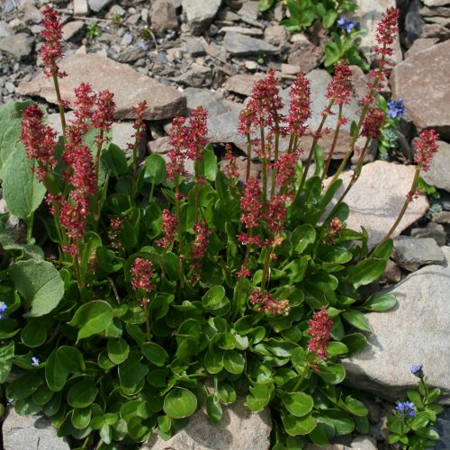 Schnee-Ampfer / Rumex nivalis