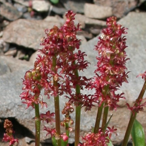 Schnee-Ampfer / Rumex nivalis