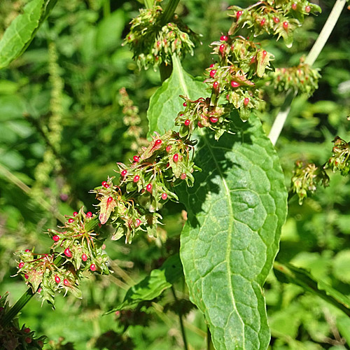 Stumpfblättriger Ampfer / Rumex obtusifolius