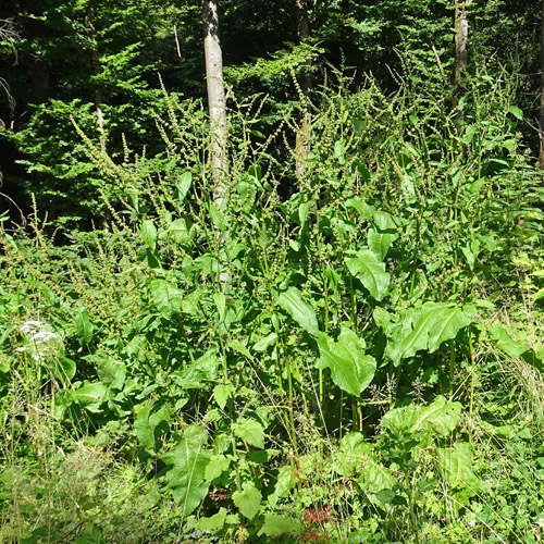 Stumpfblättriger Ampfer / Rumex obtusifolius