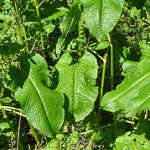 Stumpfblättriger Ampfer / Rumex obtusifolius