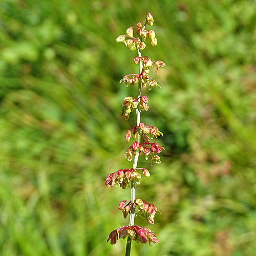 Blut-Ampfer / Rumex sanguineus