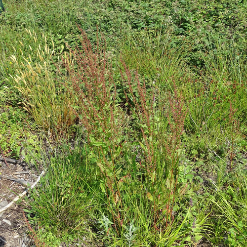 Blut-Ampfer / Rumex sanguineus