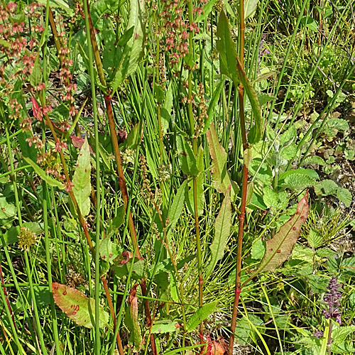 Blut-Ampfer / Rumex sanguineus