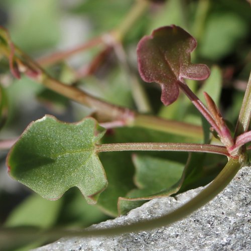 Schildblättriger Ampfer / Rumex scutatus