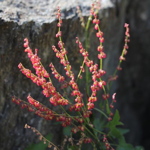 Schildblättriger Ampfer / Rumex scutatus