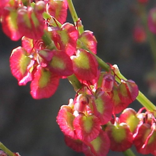 Schildblättriger Ampfer / Rumex scutatus