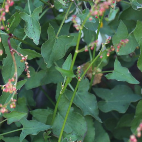 Schildblättriger Ampfer / Rumex scutatus