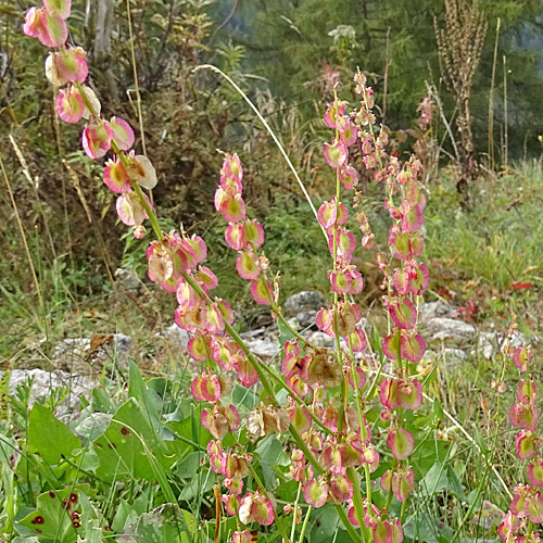 Schildblättriger Ampfer / Rumex scutatus