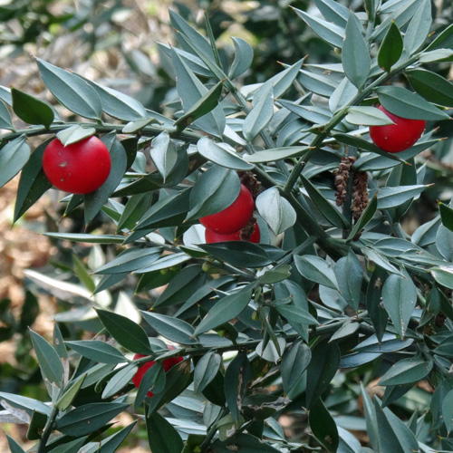 Mäusedorn / Ruscus aculeatus