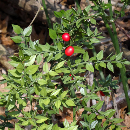 Mäusedorn / Ruscus aculeatus