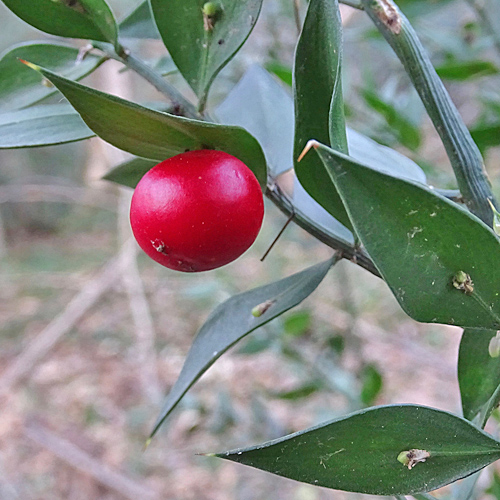 Mäusedorn / Ruscus aculeatus