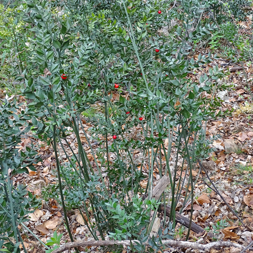 Mäusedorn / Ruscus aculeatus