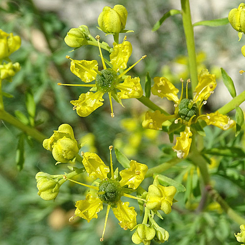 Wein-Raute / Ruta graveolens