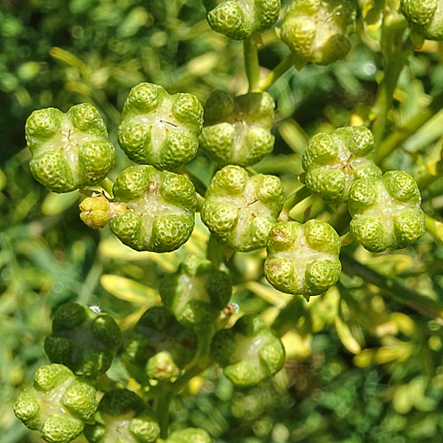 Wein-Raute / Ruta graveolens