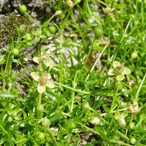 Niederliegendes Mastkraut / Sagina procumbens