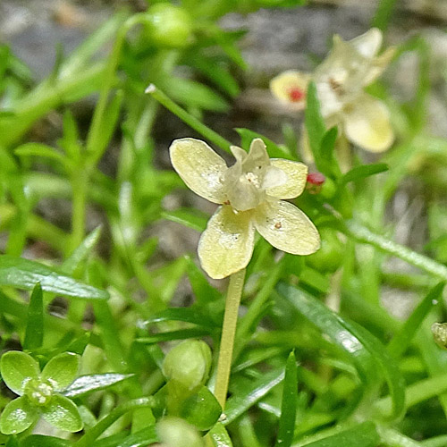 Niederliegendes Mastkraut / Sagina procumbens