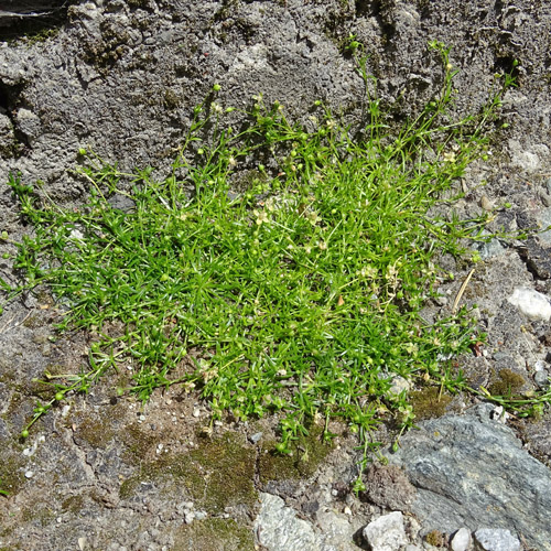 Niederliegendes Mastkraut / Sagina procumbens