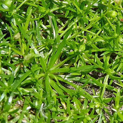 Niederliegendes Mastkraut / Sagina procumbens