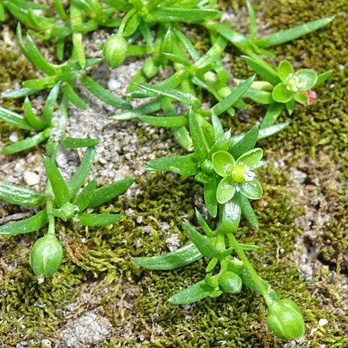 Niederliegendes Mastkraut / Sagina procumbens