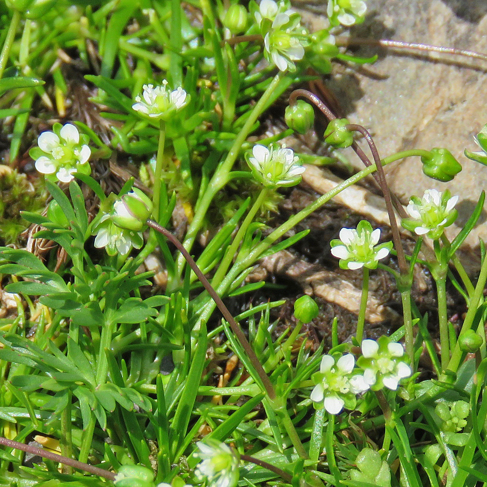 Alpen-Mastkraut / Sagina saginoides