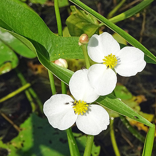 Breitblättriges Pfeilkraut / Sagittaria latifolia