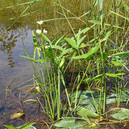 Breitblättriges Pfeilkraut / Sagittaria latifolia