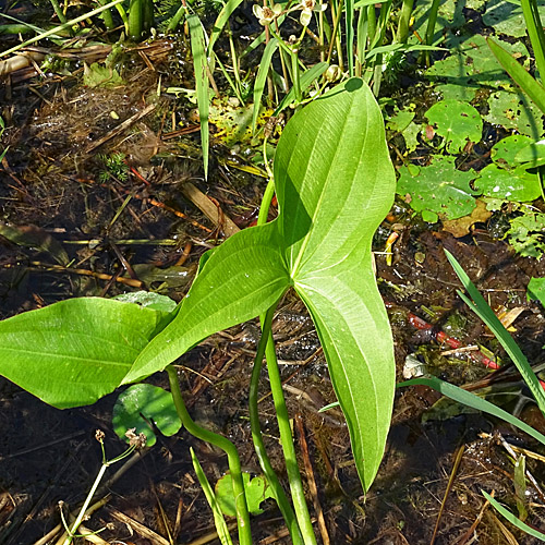 Breitblättriges Pfeilkraut / Sagittaria latifolia