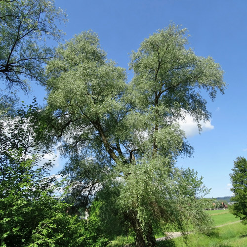 Silber-Weide / Salix alba