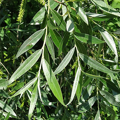 Silber-Weide / Salix alba