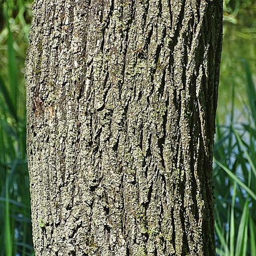 Silber-Weide / Salix alba