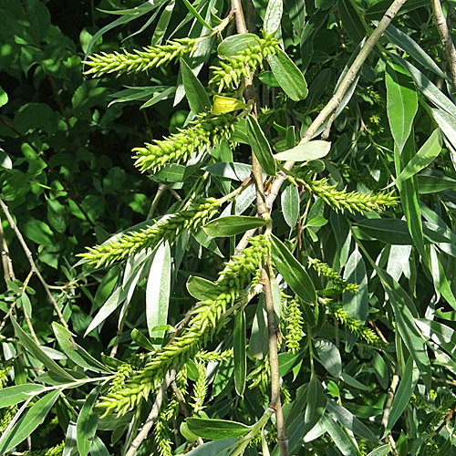 Silber-Weide / Salix alba