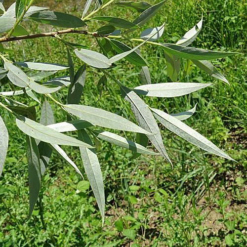 Silber-Weide / Salix alba