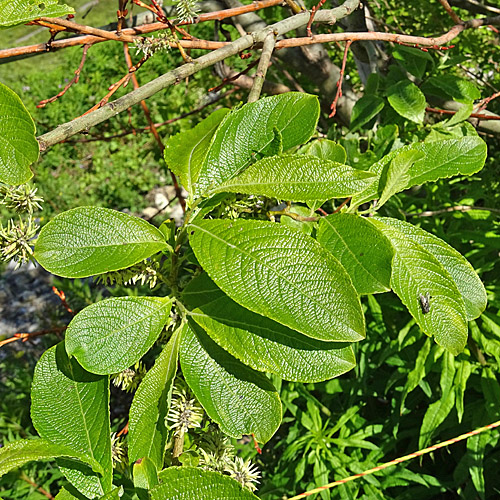 Grossblättrige Weide / Salix appendiculata