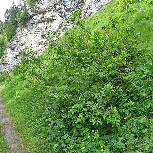 Grossblättrige Weide / Salix appendiculata