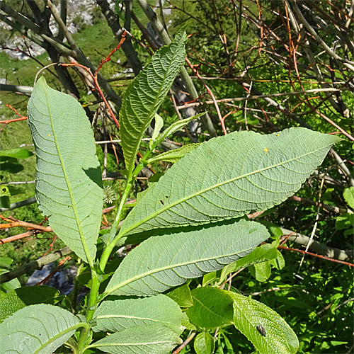 Grossblättrige Weide / Salix appendiculata