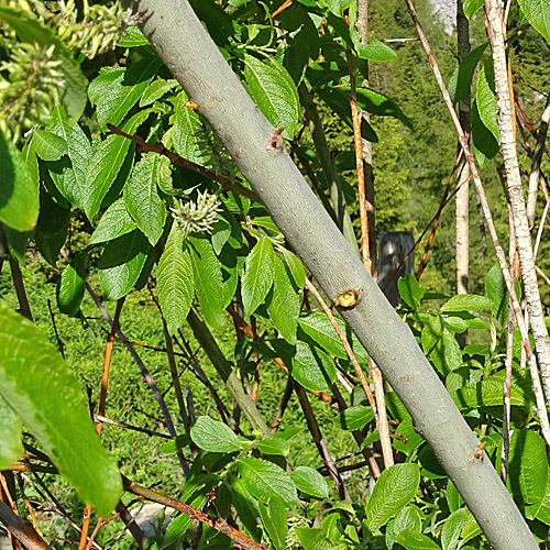 Grossblättrige Weide / Salix appendiculata