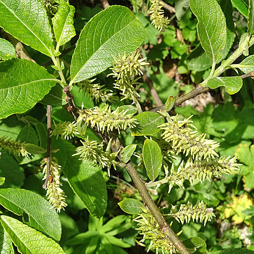 Grossblättrige Weide / Salix appendiculata