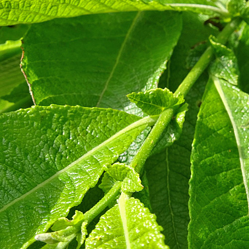 Grossblättrige Weide / Salix appendiculata