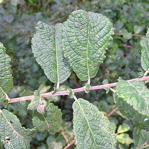 Ohr-Weide / Salix aurita