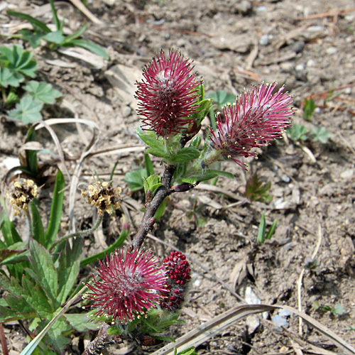 Kurzzähnige Weide / Salix breviserrata