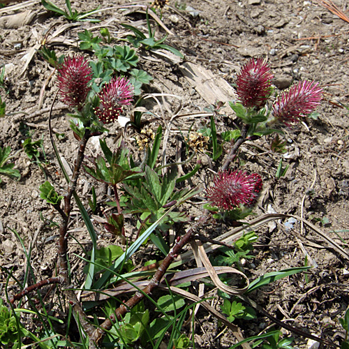 Kurzzähnige Weide / Salix breviserrata