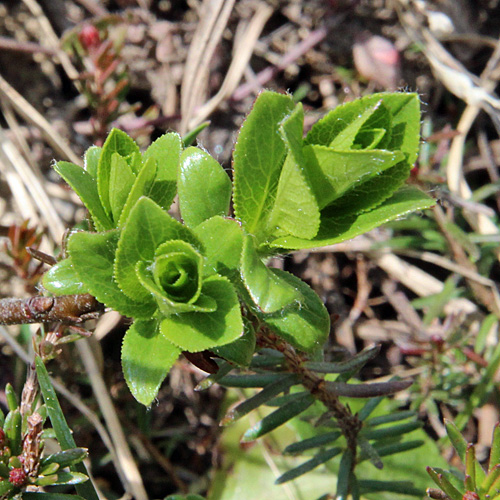 Kurzzähnige Weide / Salix breviserrata