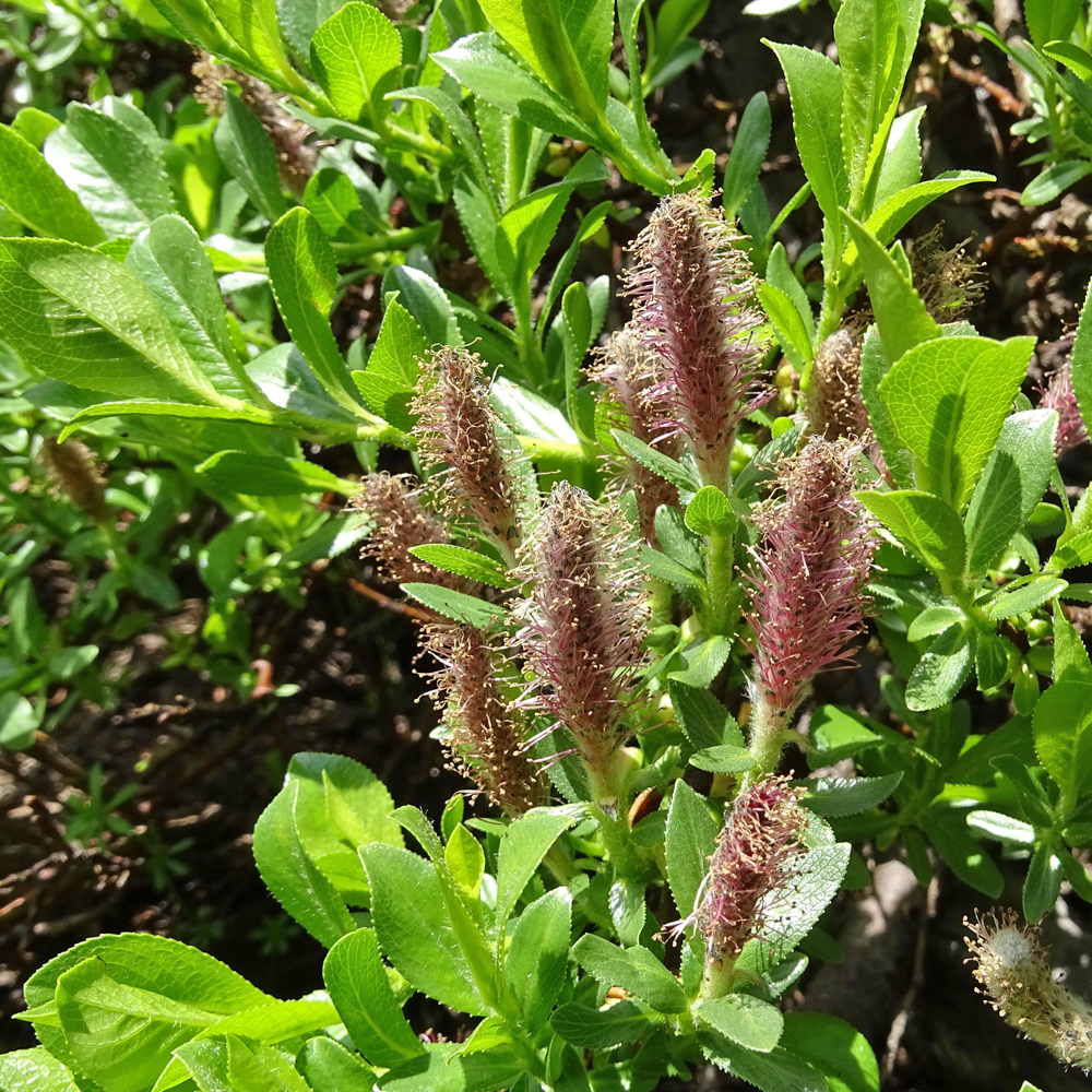Kurzzähnige Weide / Salix breviserrata