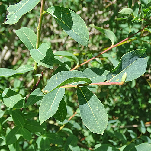 Blaugrüne Weide / Salix caesia