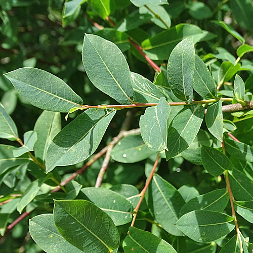 Blaugrüne Weide / Salix caesia