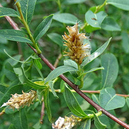 Blaugrüne Weide / Salix caesia