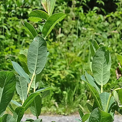 Blaugrüne Weide / Salix caesia