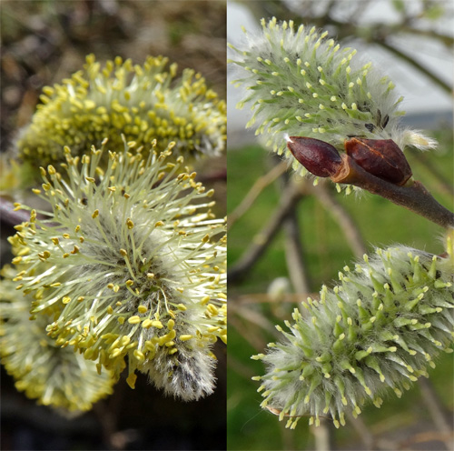 Sal-Weide / Salix caprea